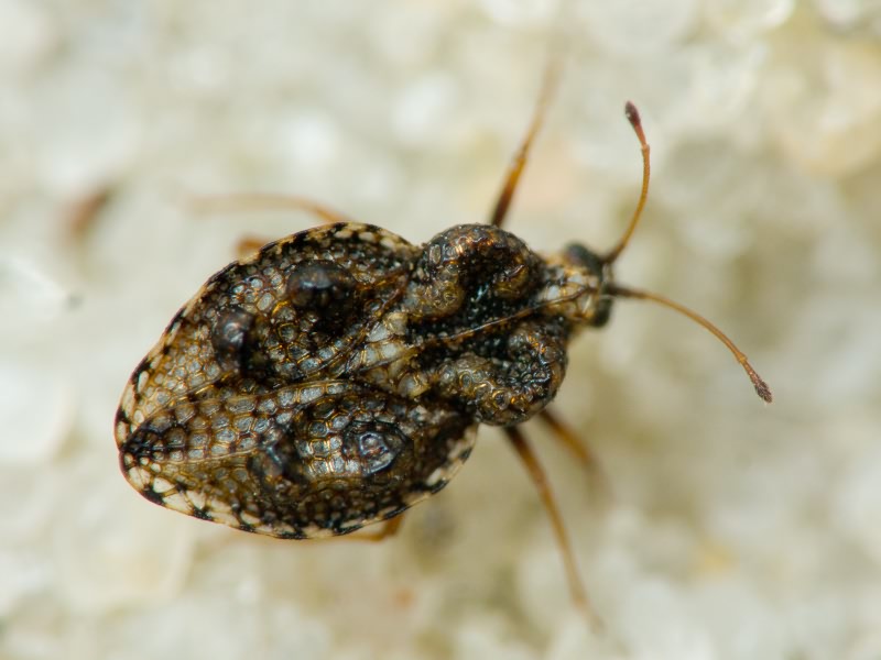Dictyla rotundata (Herrich-Schäffer, 1835)